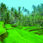 Aufmacher Bali Web